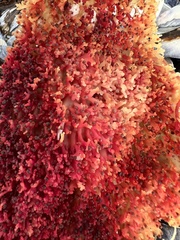 Chondracanthus exasperatus