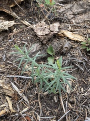Lithospermum multiflorum