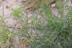 Swainsona campylantha