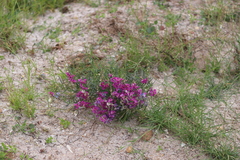 Swainsona campylantha