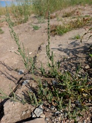 Atriplex patens