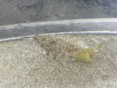 Platichthys stellatus
