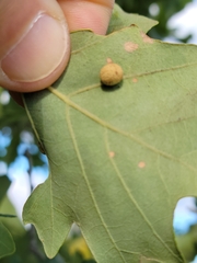 Acraspis quercushirta