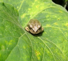 Dendropsophus molitor