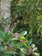 Medinilla