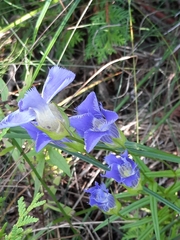 Gentianopsis crinita