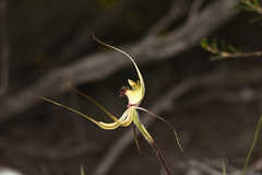 Caladenia attingens