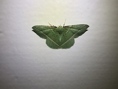 Dichorda illustraria