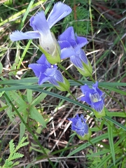 Gentianopsis crinita