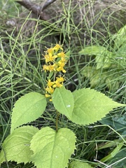 Solidago flexicaulis