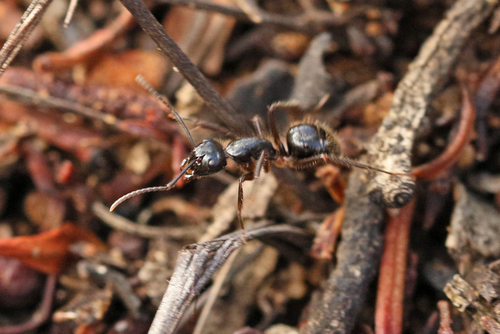 Camponotus evae zeuxisCamponotus evae zeuxis