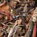 Camponotus evae zeuxis - Photo (c) Tom Hunt, algunos derechos reservados (CC BY-NC), subido por Tom Hunt