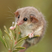 Little Pygmy Possum - Photo (c) Tom Hunt, some rights reserved (CC BY-NC), uploaded by Tom Hunt