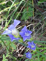 Gentianopsis crinita