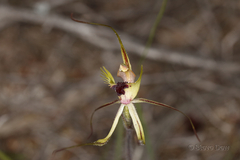 Caladenia attingens