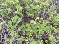Symphoricarpos rotundifolius