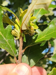 Andricus quercusfrondosus