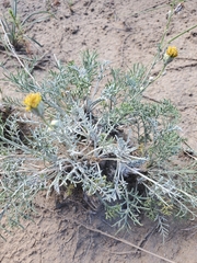 Hymenopappus filifolius