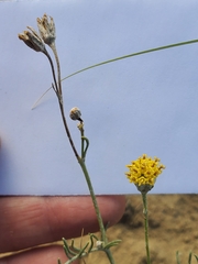 Hymenopappus filifolius