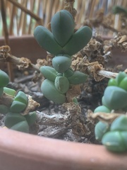 Corpuscularia lehmannii