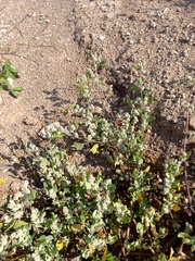 Chenopodium karoi