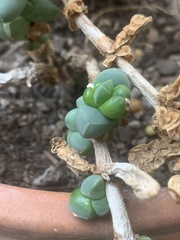 Corpuscularia lehmannii