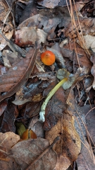 Hygrocybe conica