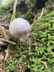 Cortinarius traganus