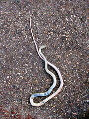 Masticophis taeniatus
