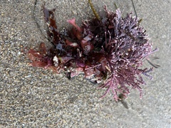 Calliarthron tuberculosum