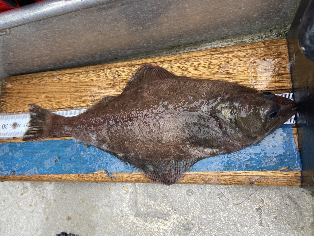 Arrowtooth flounder (Atheresthes stomias) — Pleuronectidae