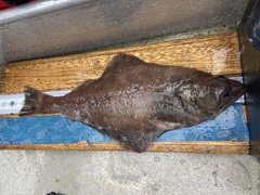 Arrowtooth Flounder photo 4