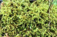 Triquetrella papillata