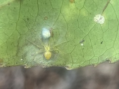 Theridion grallator