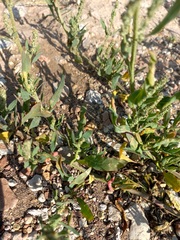 Atriplex patens