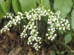 Sambucus gaudichaudiana