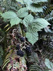 Rubus bifrons