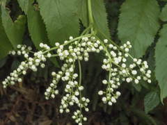 Sambucus gaudichaudiana
