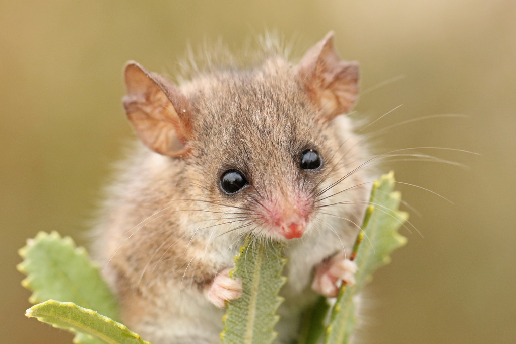 Western Pygmy Possum (Cercartetus concinnus)