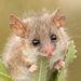Southwestern Pygmy Possum - Photo (c) Tom Hunt, some rights reserved (CC BY-NC), uploaded by Tom Hunt