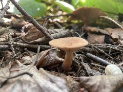 Lactarius camphoratus