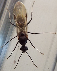 Camponotus planatus