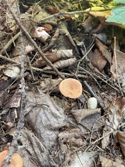 Lactarius camphoratus