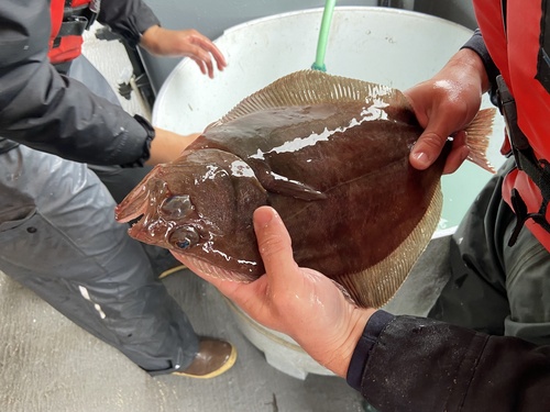 Petrale sole (Eopsetta jordani) — Pleuronectidae
