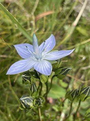 Lomatogonium carinthiacum