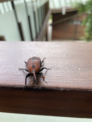 Rhynchophorus ferrugineus