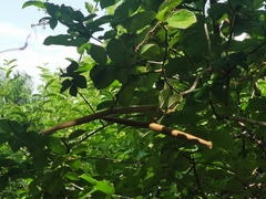 Strophanthus hispidus