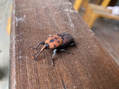 Rhynchophorus ferrugineus