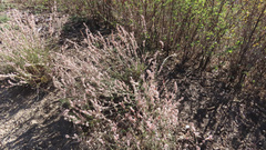 Eriogonum wrightii membranaceum