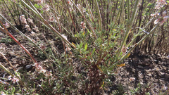 Eriogonum wrightii membranaceum